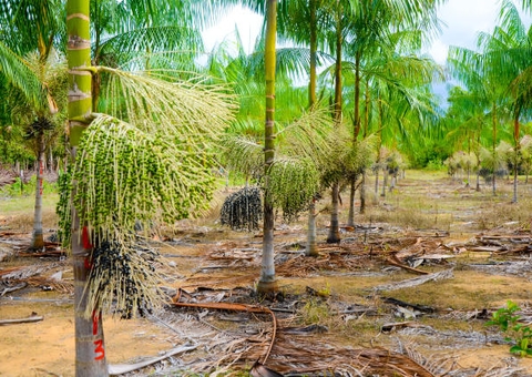 Projeto na Câmara Federal cria programa de incentivo à produção de açaí