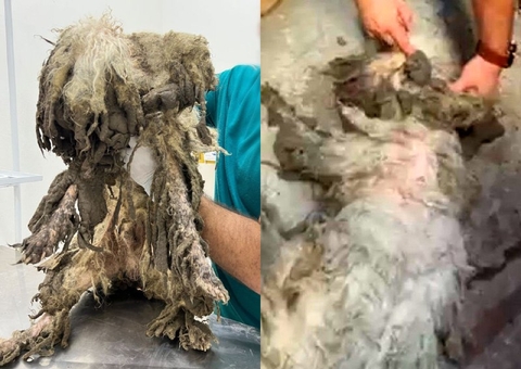 Cachorro com corte na cabeça e sem poder ficar em pé é resgatado em Manaus