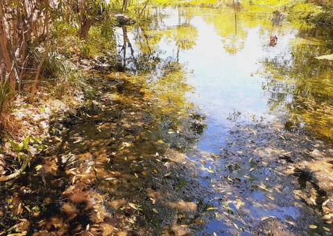 Desperdício de água tratada em Manaus chega a 54%, afirma concessionária