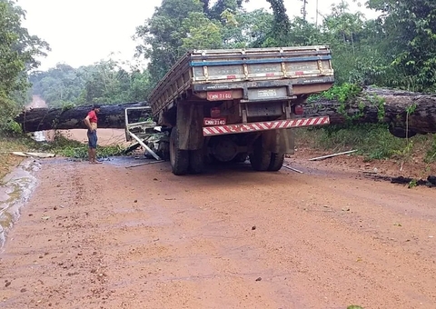 Árvore gigante cai, esmaga caminhão e único sobrevivente faz relato emocionante; 4 pessoas morreram