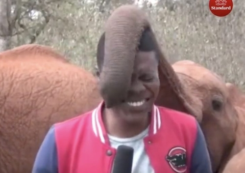 Bebê elefante interrompe repórter e rouba cena durante gravação; vídeo