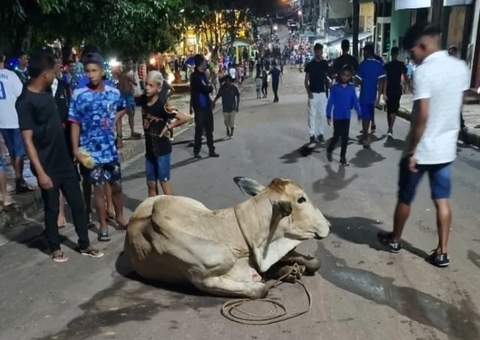 Mãe e bebê são pisoteados por bois no Amazonas