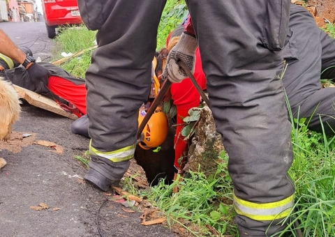 Cachorrinho é resgatado após cair em bueiro sem tampa em Manaus