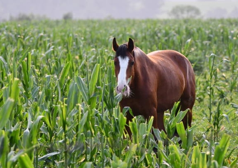 Produtor rural é indenizado após cavalos pisotearem e comerem plantação de milho