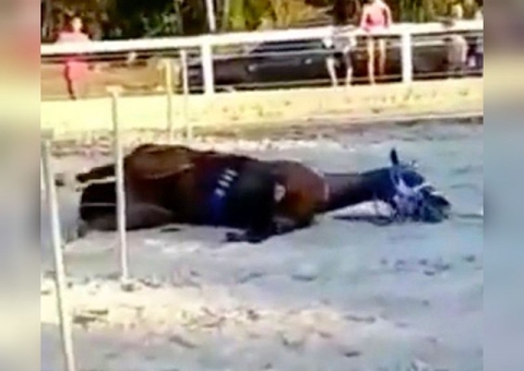 Cavalo é sacrificado após ficar ferido em vaquejada no Amazonas; vídeos