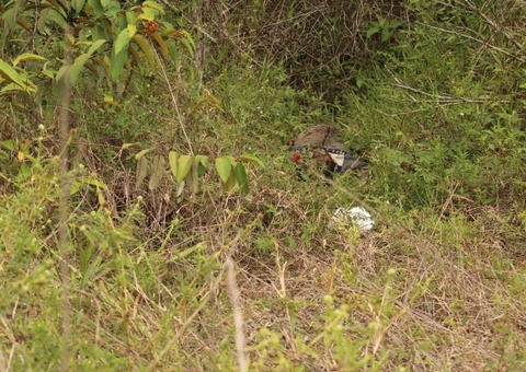Sequestrado há 2 dias, mototaxista é achado morto em matagal em Manaus 
