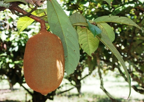 Agricultores fazem curso sobre conservação e enxertia de fruteiras no Amazonas