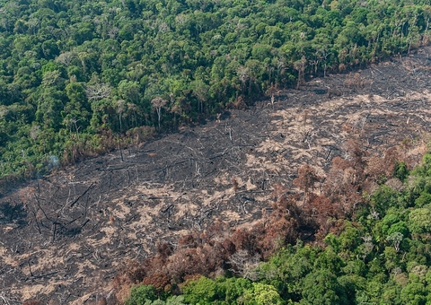 Nos 10 meses de 2022, alertas de desmatamento na Amazônia tem pior marca desde 2019