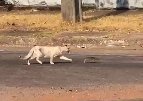 Gato e rato são flagrados 'brincando' e amizade improvável viraliza; vídeo