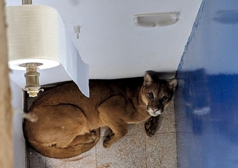 Onça é encontrada em banheiro de escola; veja vídeos 