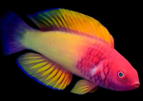 Peixe arco-íris que muda de sexo intriga cientistas