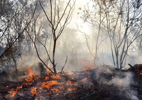 Em apenas um dia, Amazonas registra 166 focos de queimadas, aponta Inpe