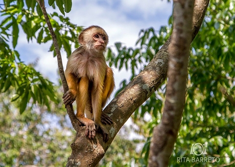 Primata mais ameaçado do mundo, macaco de cara branca vive na Amazônia