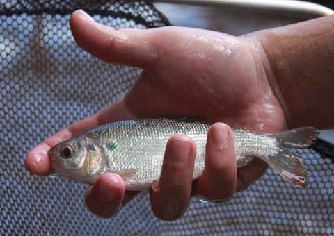 Inpa abre inscrições para curso gratuito de criação de peixes em Manaus