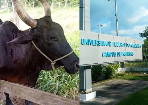 Vaca da UFAM é furtada no Amazonas