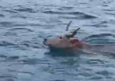 Gado é flagrado nadando em mar de Santa Catarina; vídeo