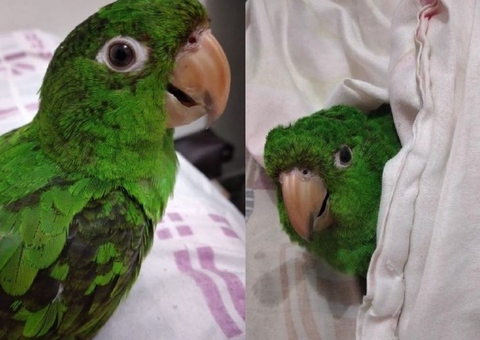 Família oferece recompensa por maritaca desaparecida em Manaus