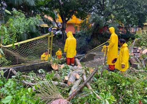 Árvore tomba e bloqueia avenida durante forte chuva em Manaus