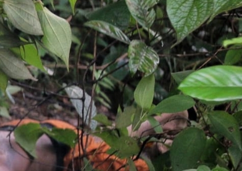 Morto em ramal foi sabatinado pelo Tribunal do Crime por suspeita de estupro em Manaus; vídeo