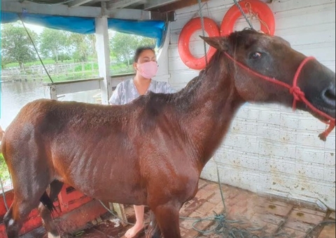 Cavalo é resgatado após ser amarrado para morrer afogado no Amazonas