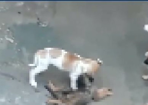 Cães que comiam restos de animais são resgatados em Manaus