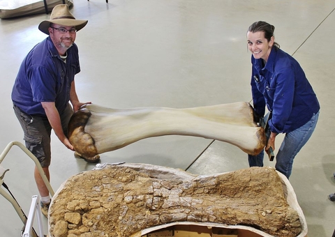 Dinossauro descoberto na Austrália é identificado como nova espécie