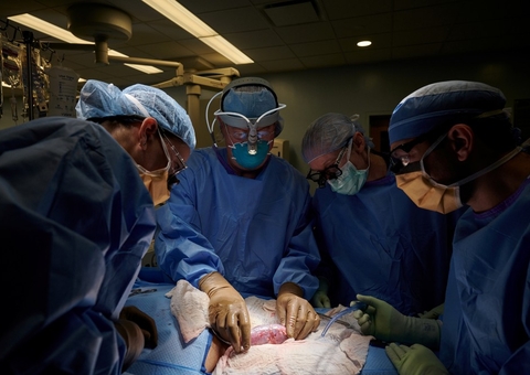 Cirurgia inédita de transplante de rim de porco para humano é feita nos EUA