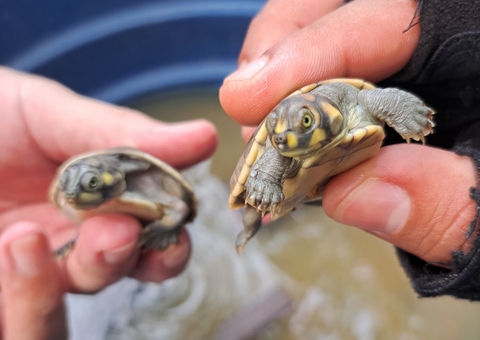 Ibama acompanha período de eclosão de quelônios no Amazonas