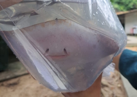 Ibama resgata arraias que seriam transportadas do aeroporto de Manaus para São Paulo