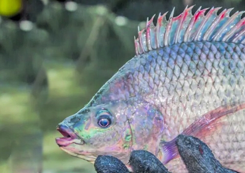 Mulher perde braços e pernas após comer peixe mal cozido
