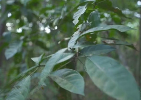 Cientistas identificam planta que descontamina solos com metais pesados 