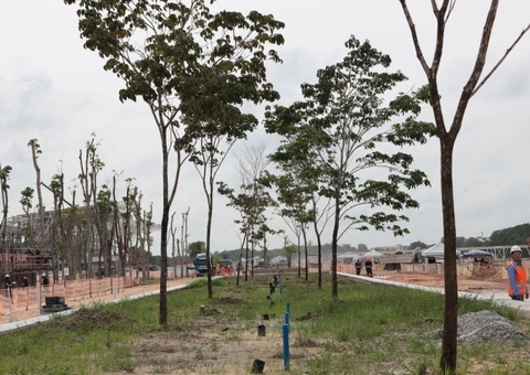 Árvores amazônicas como samaumeiras são transplantadas em Belém para COP 30