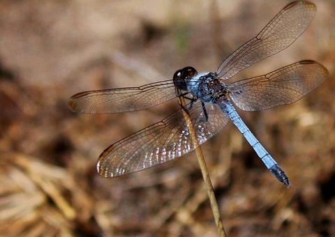 Nova espécie de libélula é descoberta em São Carlos
