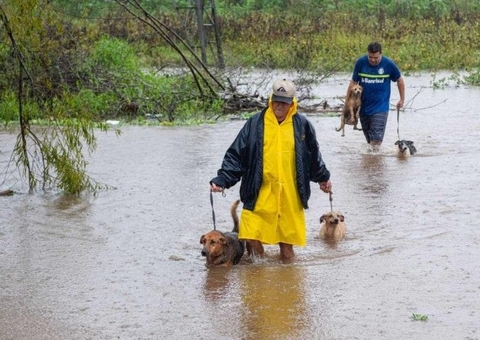 Nilton Lins lança campanha para ajudar animais afetados pela enchente no Sul