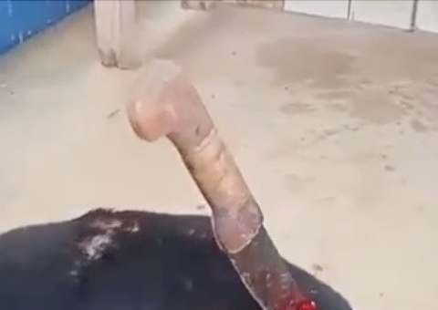 Tutor se irrita com latido de cachorro e enfia terçado em animal em Novo Airão