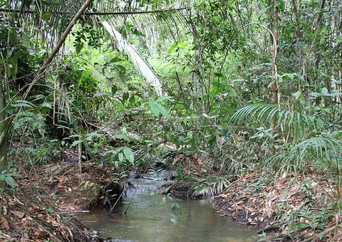 Homem é achado morto em igarapé após tentar fugir com drogas de traficante em Manaus