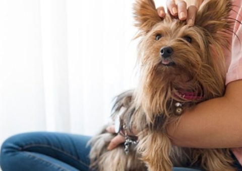 Condomínio não pode aplicar pena à dona de cães que não perturbam a vizinhança