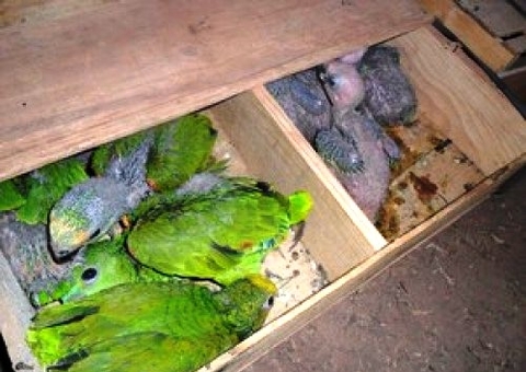 MPF denuncia Ibama e 2 servidores por mais tratos a 900 animais