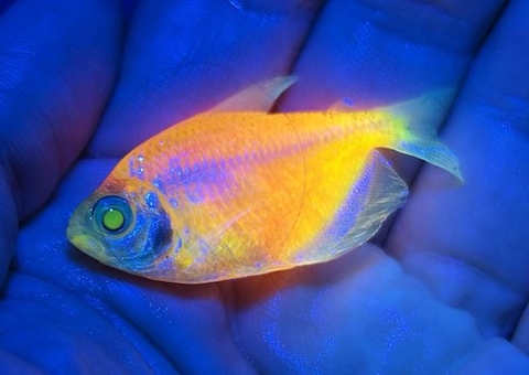 Operação do Ibama mira comércio ilegal de peixes geneticamente modificados