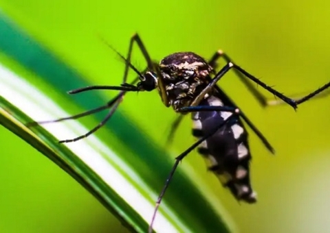 Ministério da Saúde descarta mortes por dengue em Codajás e Coari