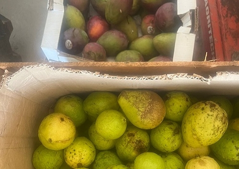 Mais de 6 toneladas de frutas vindas do Pará são apreendidas em Parintins