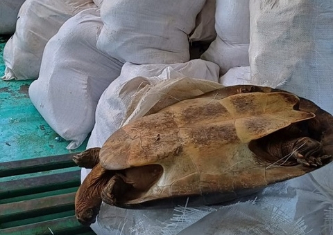 Dois homens são presos com 2 toneladas de pescado ilegal na Manaus Moderna