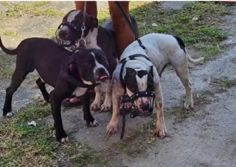 Donos de pitbulls que atacaram escritora são presos