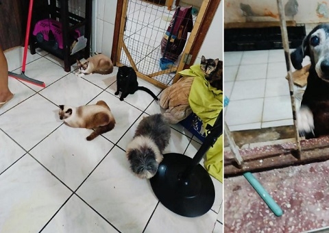 Hotel clandestino para cães e gatos é autuado pelo Conselho Veterinário em Manaus