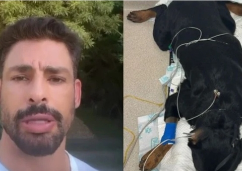 Cachorros de Cauã Reymond estão à beira da morte após serem envenenados