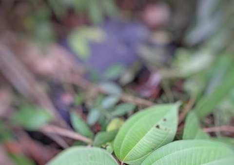 Com sinais de tortura, jovem que estava desaparecido é encontrado morto no Tarumã