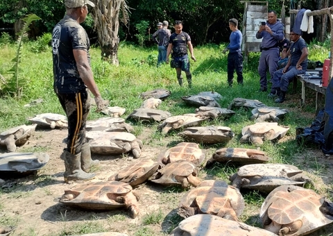 Polícia resgata 400 quelônios e tartarugas e devolve para habitat no Juruá