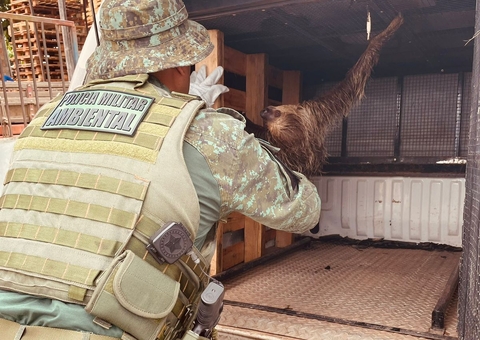 Bicho-preguiça é resgatado no bairro Grande Vitória