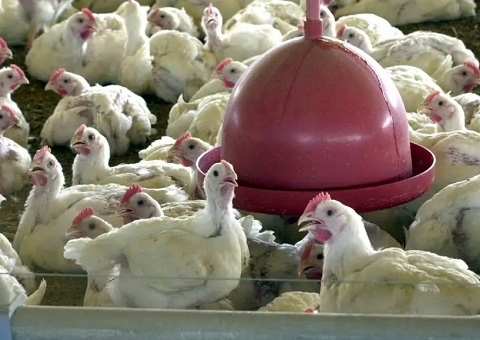 Brasil suspende exportações de carne de aves e seus produtos
