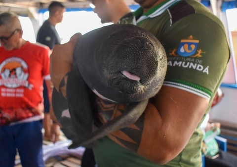 Moradores encontram filhote de Peixe-Boi em orla no Amazonas
